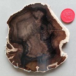 Bois fossilisé (Oregon)