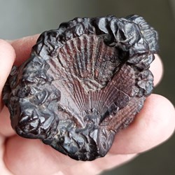 Goethite (pseudomorphose après pyrite et marcasite)
