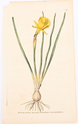 Curtis, William (1746-1799) for "The Botanical Magazine". "Narciss"
