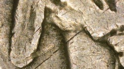 1920-S 2 Feathers Buffalo 5c