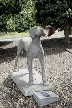 Field Labrador