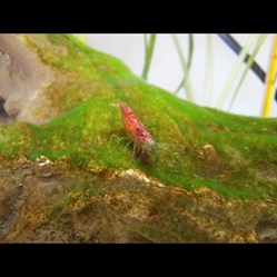 Neocaridina heteropoda var. red