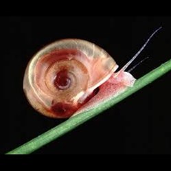 Planorbarius corneus corneus