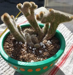 Cleistocactus cristata