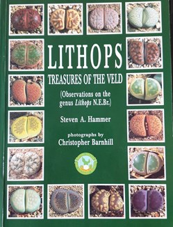 Lithops . Treasures if the veld