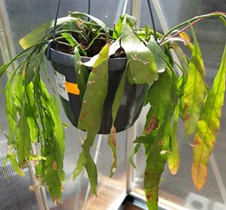 Pseudorhipsalis