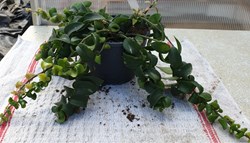 Aeschynanthus