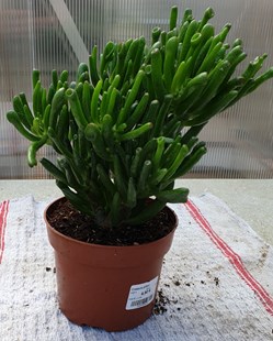 Crassula ovata cv gollum