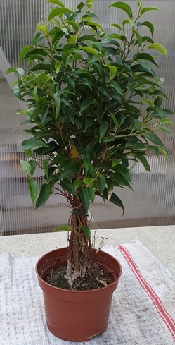 Ficus benjamina