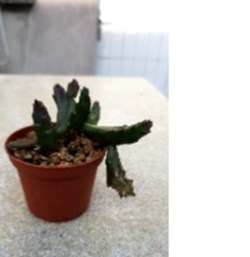 Stapelia schinzii