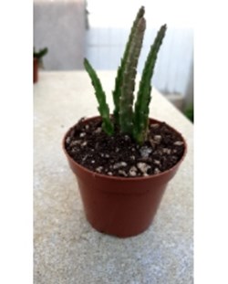 Stapelia divaricata