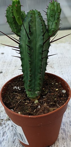 Euphorbe enopia