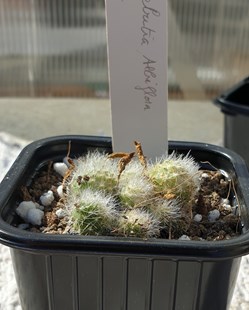 Rebutia albiflora