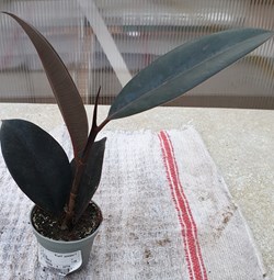 Ficus elastica