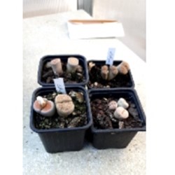 Lithops