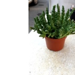 Stapelia variegata
