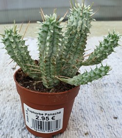 Euphorbe panaché