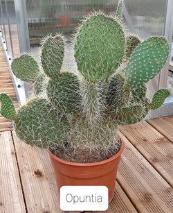 Opuntia bergeriana ?