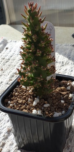 Opuntia subulata