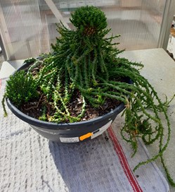 Euphorbia
