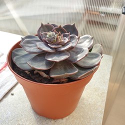 Echeveria purpusorum