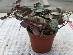 Ceropegia woodii