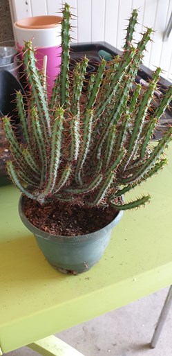 Euphorbia aeruginosa schweick
