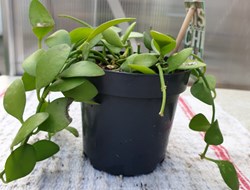 Dischidia ruscifolia