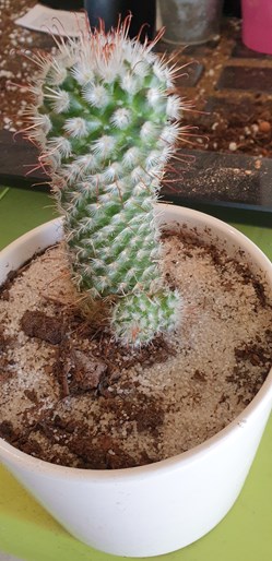 Mammillaria spinosisma lem