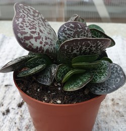 Adromischus schuldtian