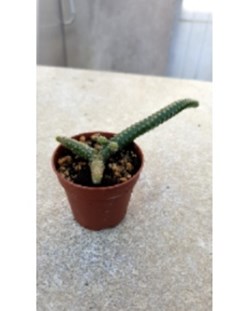 Chamaecereus luisramirezii