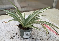 Chlorophytum