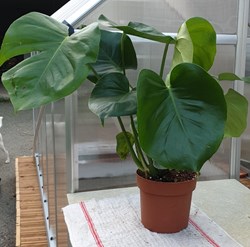 Philodendron monstera