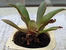 Plante à identifier