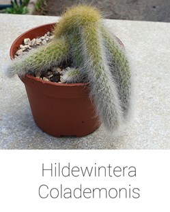 Hildenwintera colademonis
