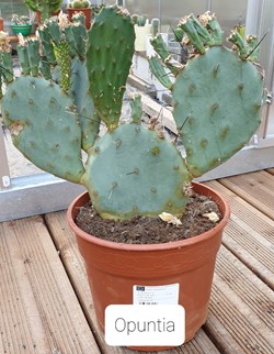 Opuntia bergeriana ?
