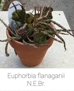Euphorbia flanaganii
