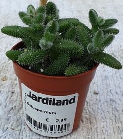 Delospermum