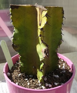 Euphorbia lactea (bouture)