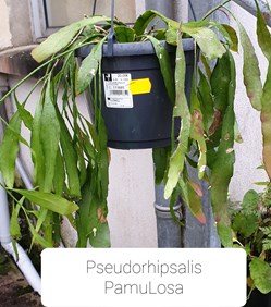 Pseudorhipsalis pamulosa