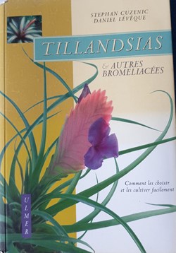 Tillandsias et autres broméliacées