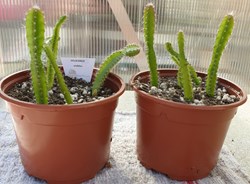 Hylocereus undatus
