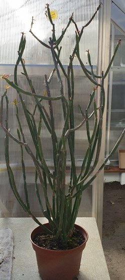 Euphorbia phosphorea