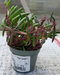 Senecio