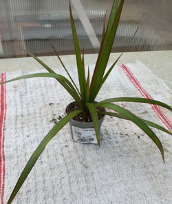 Dracaena