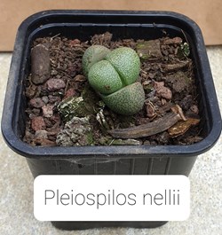 Pleiospilos nellii