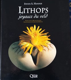 Lithops. Joyaux du Veld