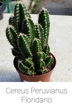 Cereus peruvianus Floridiano