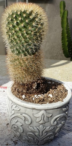 Cactus à identifier