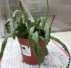 Epiphyllum anguliger